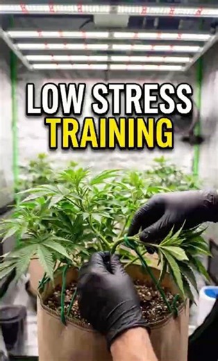 Low Stress Training in Action