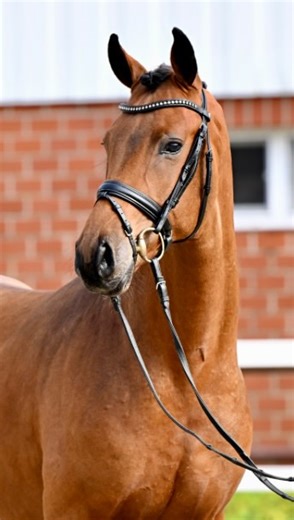 2.2K views · 188 reactions | ✨ Schockemöhle Dressage Stallion Online...