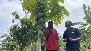 Parasitic wasp plays pivotal role in papaya mealybug control