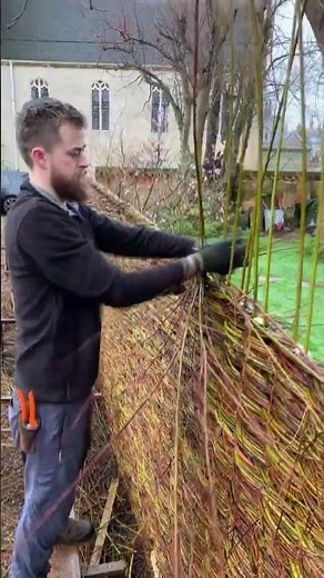 The Art of Woven Willow Trees | Nature Meets Creativity
