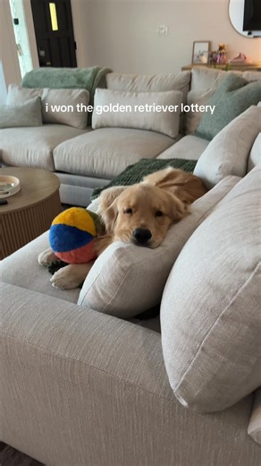 The Magic of Golden Retrievers: Why They're So Special