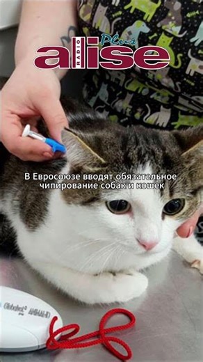 The European Union is introducing mandatory microchipping for dogs and cats.