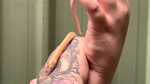 “Just Arrived!” Gorgeous Marbled Children’s Python is in store now! 🐍 Reptile Life Adelaide 16 Wiley Street, Elizabeth South SA 5112 Hours Mon - Fri 10:00 am – 5:00 pm Sat - Sun 10: 00 am – 4:30pm Ph : 08 8252 8202 E : adelaide@reptilelife.com.au Wildlife Dealer’s Licence: BD2439438X | Reptilelife Adelaide