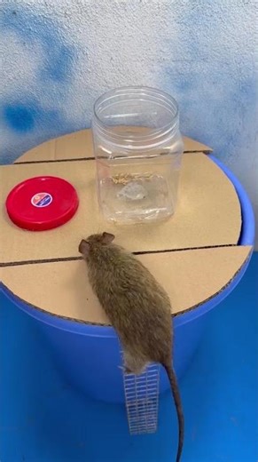 Mouse trap / Bẫy chuột chui vào lọ nhựa rơi vào bẫy #rat