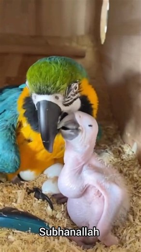 9.4K views · 355 reactions | Subhanallah Alhamdulillah Mashallah beautiful Bule gold macaw breeding progress. | Nihal Bird's Canvass | Facebook