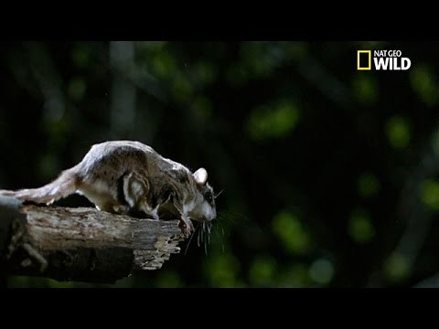 The flying squirrel, a flying squirrel!