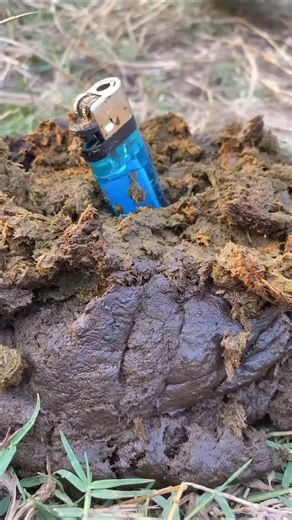 Mom_Helping_Son on Instagram: "Survival Skills: SMART idea and USEFUL with lighter #bushcraft #camping #outdoors"