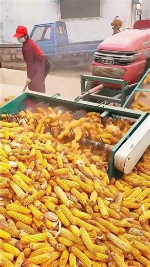 Abundant Corn Season – Threshing Machine at Work