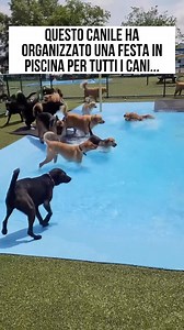 Questo canile ha organizzato una festa in piscina per tutti i cani.🐶 Via: @viralhog #cani #canile #festa #divertimento #piscina #festainpiscina #noisiamofresh #freshpets | Noi Siamo Fresh