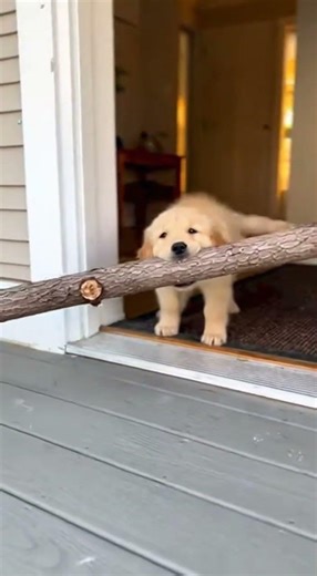 Golden Retriever Frenzy: Puppy Antics in 4K