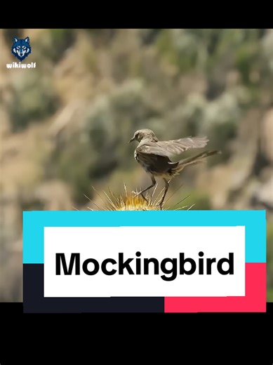 Mockingbird: The Cactus Killer Bird Explained