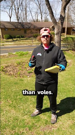 What’s Digging Up Your Lawn Moles or Voles?