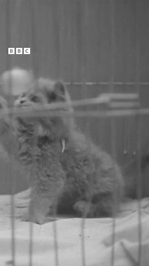 95K views · 855 reactions | Vintage felines  In 1952, cats of all calibre were preparing for the National Cat Club Show held at Olympia in London. | BBC Archive | Facebook