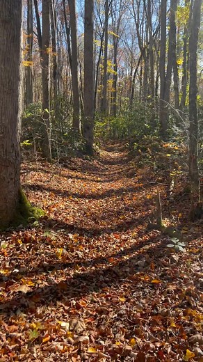 The Grandfather tree trail in the Greenbriar. Not for everyone but a pretty good trail for not being maintained. Only hike if you are experienced with off trail and the backcountry. | Smoky Mountain Wildlife