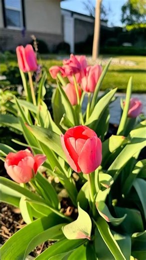 Spring 2026! Happy Gardening ☀️🌻🐝💛