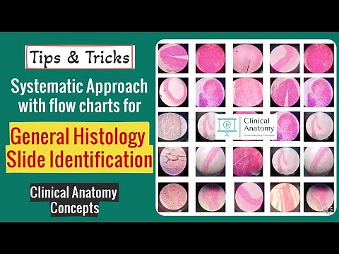 General Histology Slide Identification Tips & Tricks I Histology Spotters I CCAnatomy