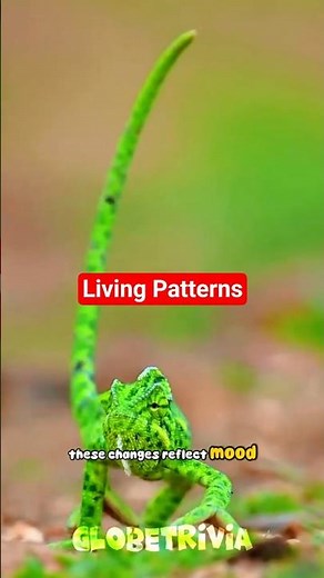 Shifting Patterns: Carpet Chameleon #uniqueworldfacts #amazingworldfacts #facts #globetrivia