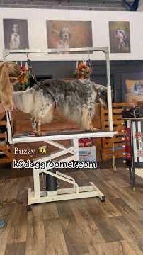 Dog Tail Cutting ✂️ for Show Dog 🐶 Buzzy 🐝 the English Setter #doggroomingtips