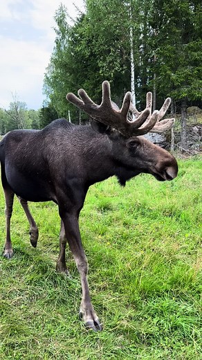 Exploring Moose in the Swedish Forest: The Elk Man's Wildlife Encounter