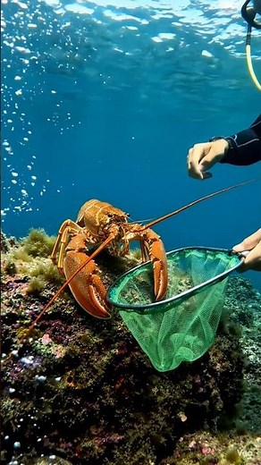 Catching Giant Lobster Underwater 🦞 | Deep Sea Fishing Adventure | Lobster Catch Video