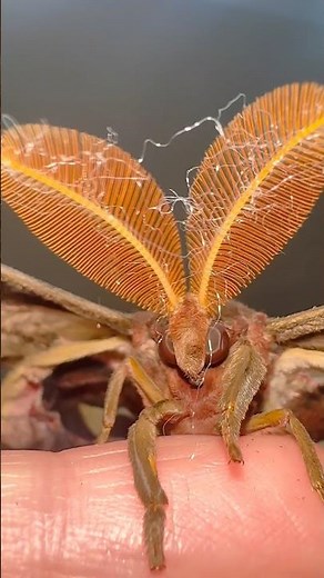 The biggest antenna I have seen! #moths