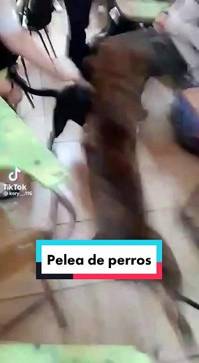 ¿Sabes como separar a dos perros que pelean? 🥊🐕 En primer lugar, mantén la calma. En ocasiones, aunque una pelea pueda parecer muy aparatosa, no son más que gruñidos y un par de volteretas y, si el tamaño de ambos animales es parecido, es probable que el incidente no sea trascendental. Hay ocasiones en las que sí hay que actuar con rapidez y de manera eficaz para evitar que se hagan daños serios. ❌ El primer error que cometemos es agarrarlos de su collar. En el calor de la pelea, el perro no n