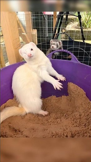 Ferrets Are SMART! This is Both a PRO & a CON!