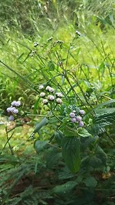 Thankachan Vazhekalam on Reels