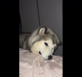 Playful dog inspects a charging cable in Fujian, China