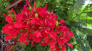 Red Flamboyant tree flowers also known as Royal Poinciana,Delonix regia,Flame tree, Phoenix flower as a nature background.