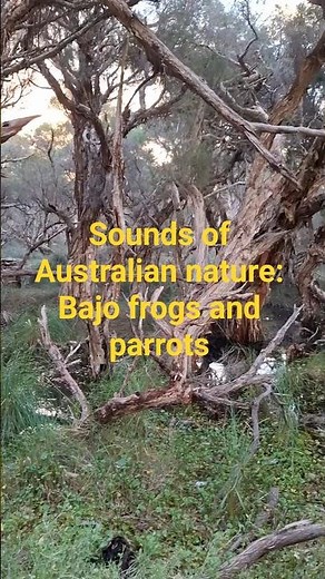 🌿🐸Banjo Frogs & Birds in Star Swamp. Australian Wetlands Sounds in Perth.
