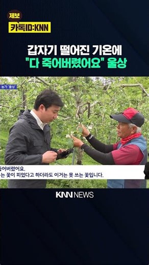 [On-site] 'Sudden Frost Damage' What Will Happen to This Year's Apple and Pear Farming? / KNN