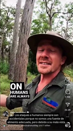 Australia's FEROCIOUS Drop Bears! #dropbears #australiananimals #wildlife