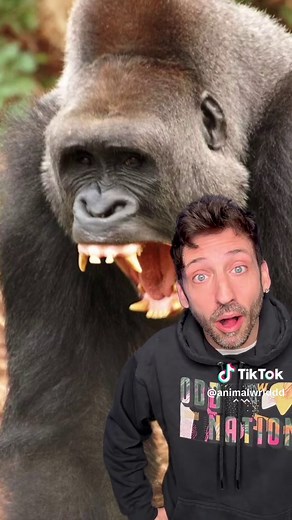 Unveiling the Silverback Gorilla's Incredible Strength