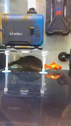 Finding Nemo? More Like Eating Nemo! 🐟😱 #fish #fishing #fishinglife #aquarium #nature #food #catchandrelease #fishtank #seafood #bassfishing #fishing #fish #fishinglife #bassfishing #catchandrelease #outdoors #nature #angler #carpfishing #flyfishing #fishingislife #bass #pesca | MG007