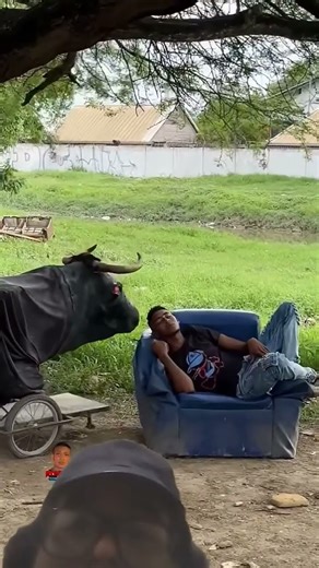 The funny bull prank🐂😂 El Toro divertido #humor #prank
