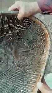 5K views · 11 reactions | his pond is very richin fish #reelsvideo #reelsviral #fishing #crab #catching, #creature #nets #natural #catchingfish #amazing #frogs #crabs #shrimp #lobster #river #rural #quail #trap #fish #catfish #snakhead | Fishing Vlog | Facebook