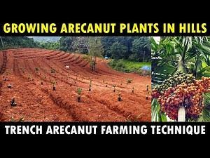 How to grow ARECA NUT Plants in Hilly Areas | Trench Farming Technique | Areca nut Planting Method
