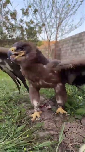 Training an Eagle’s Natural Instincts for Survival in the Wild #WildlifeTraining #shortvideo #fypシ