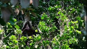 black howler monkey climbing some vines in a jungle tree in Costa Rica