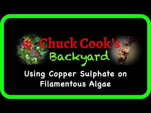 Using Copper Sulphate on Aqueous Filamentous Algae in a Pond