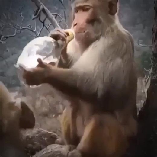 Engaging Monkeys Interacting with Their Environment
