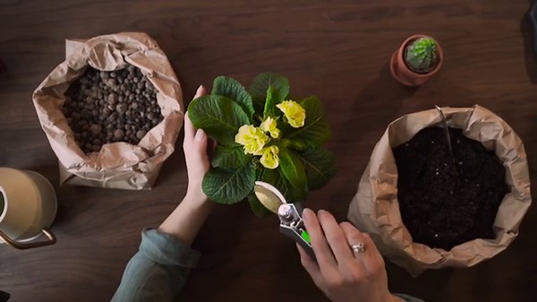 10 Easy Gardening Tips for Beginners | Grow Healthy Plants at Home