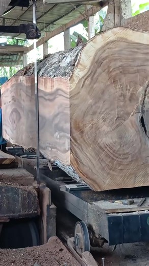 Cutting a Big Tree: Woodworking in Nature