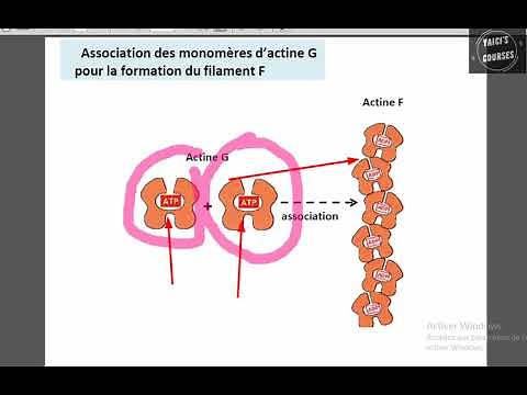 Les microfilaments fins d'actine