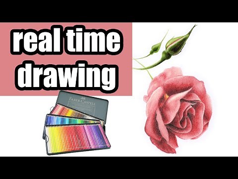 Faber Castell Polychromos realistic rose drawing / Colored pencil real time