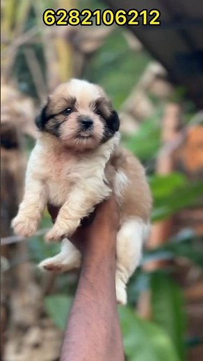 lhasa APSO puppies available | FOR ENQUIRIES 6282106212 RAHUL KOCHI | Lhasa apso sale | Lhasa apso