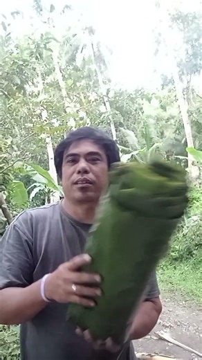 kuha Aku ng dahon sa saging para Sapin sa pagkain #comment #like #subscribe#share