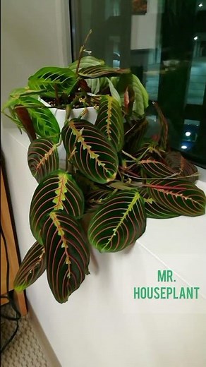 Time Lapse - Prayer Plant (Maranta Leuconeura)