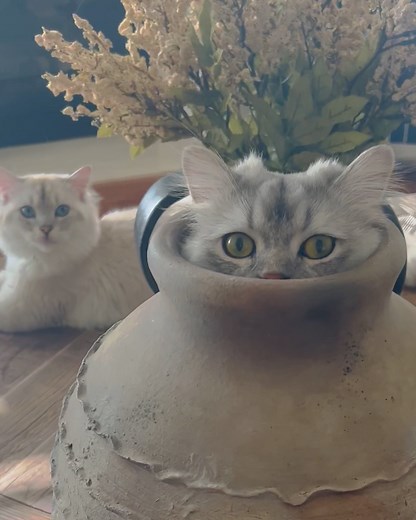 7M views · 5.5K reactions | Cats are such lovable weirdos  | LADbible | Facebook